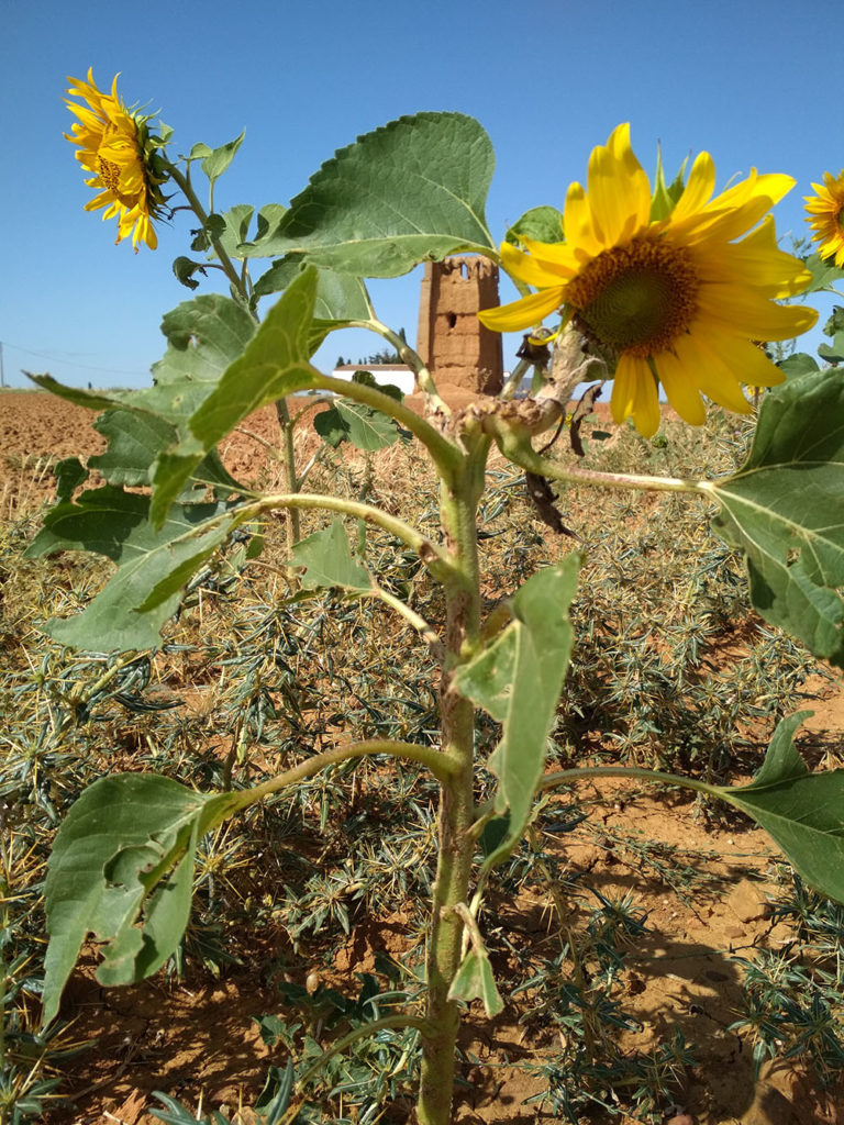 Entre Girasoles