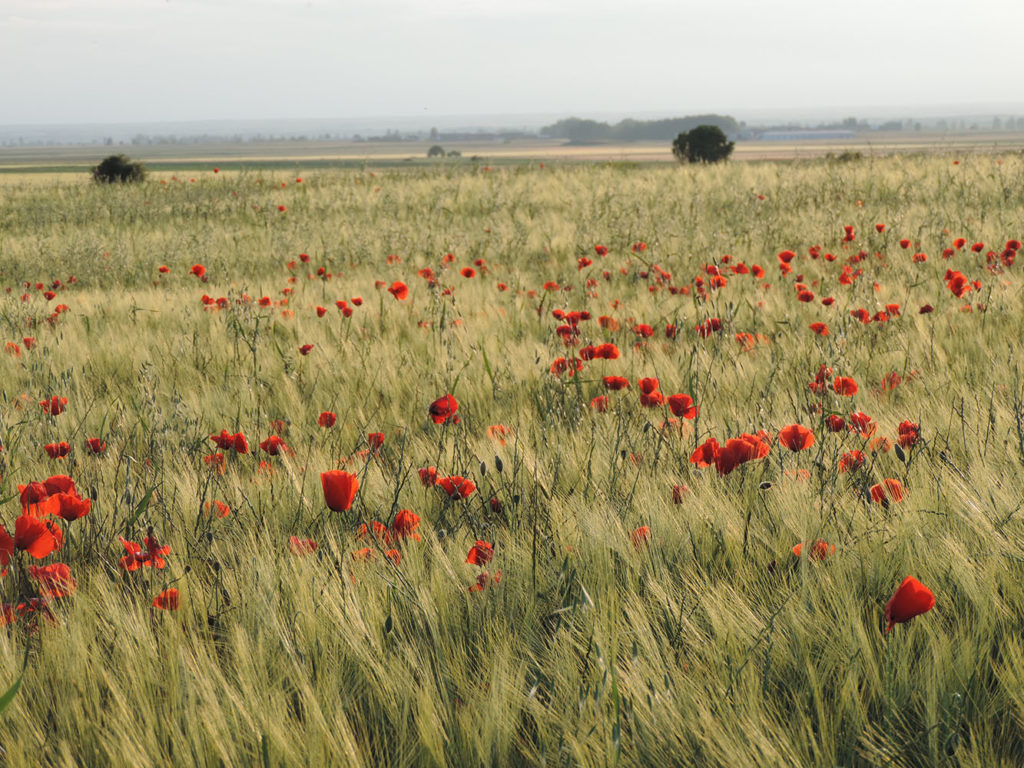 Amapolas sin Monet