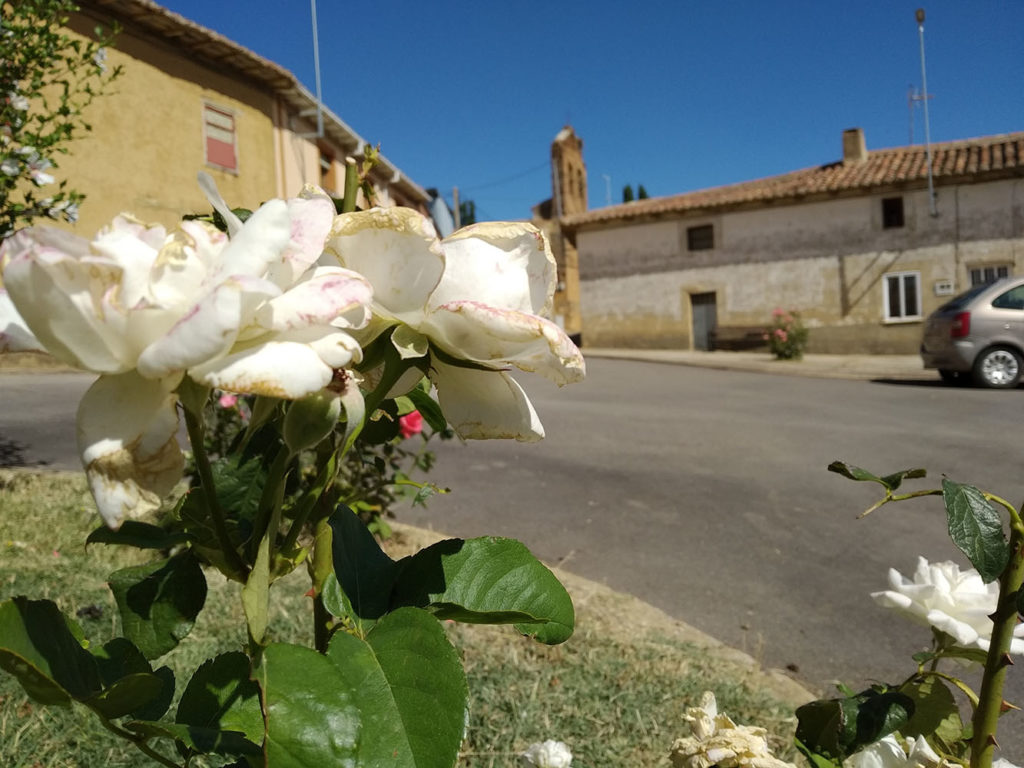 Rosa en Primer Plano