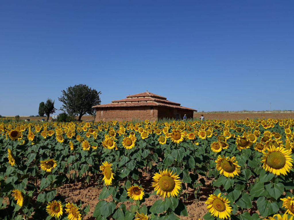 Palomar Adornado