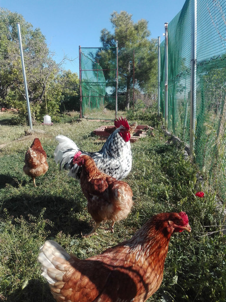 El Corral de Mi Abuela