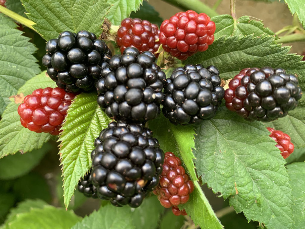 Moras Gigantes en Fáfilas