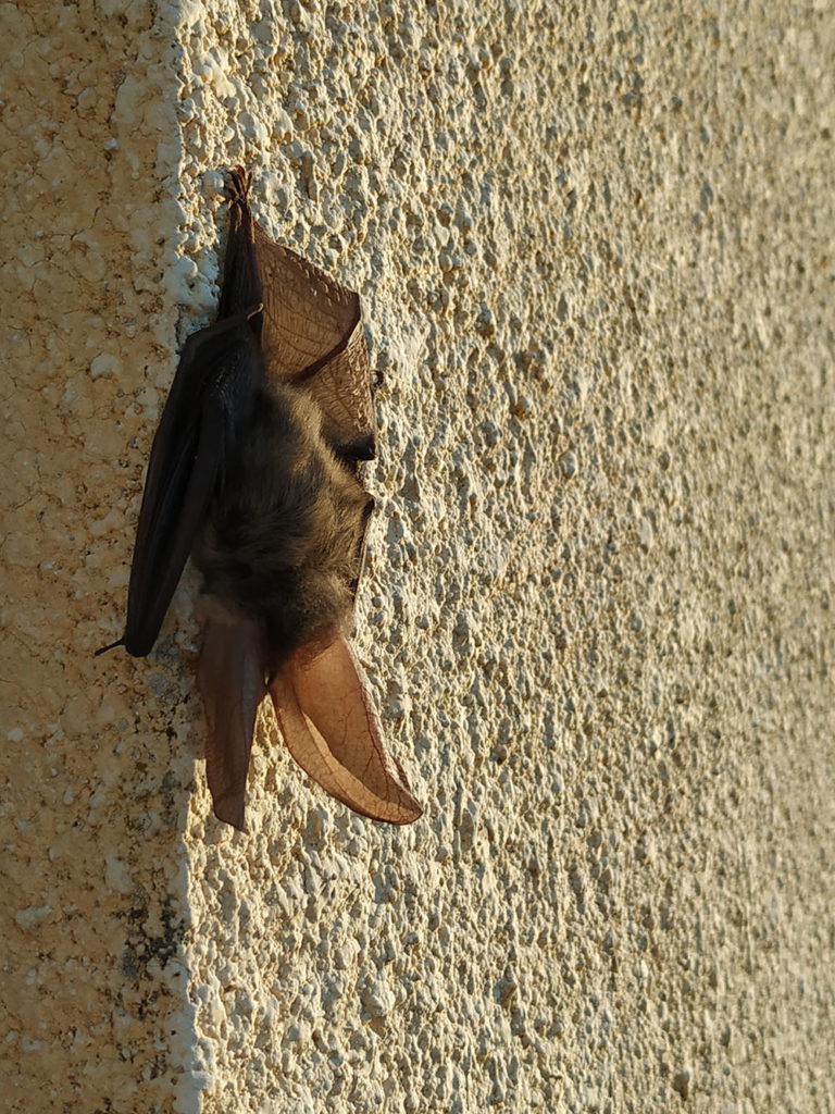 Bat (Animalia)