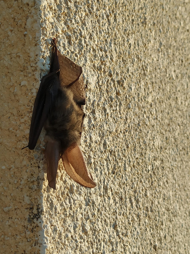 Bat (Animalia)