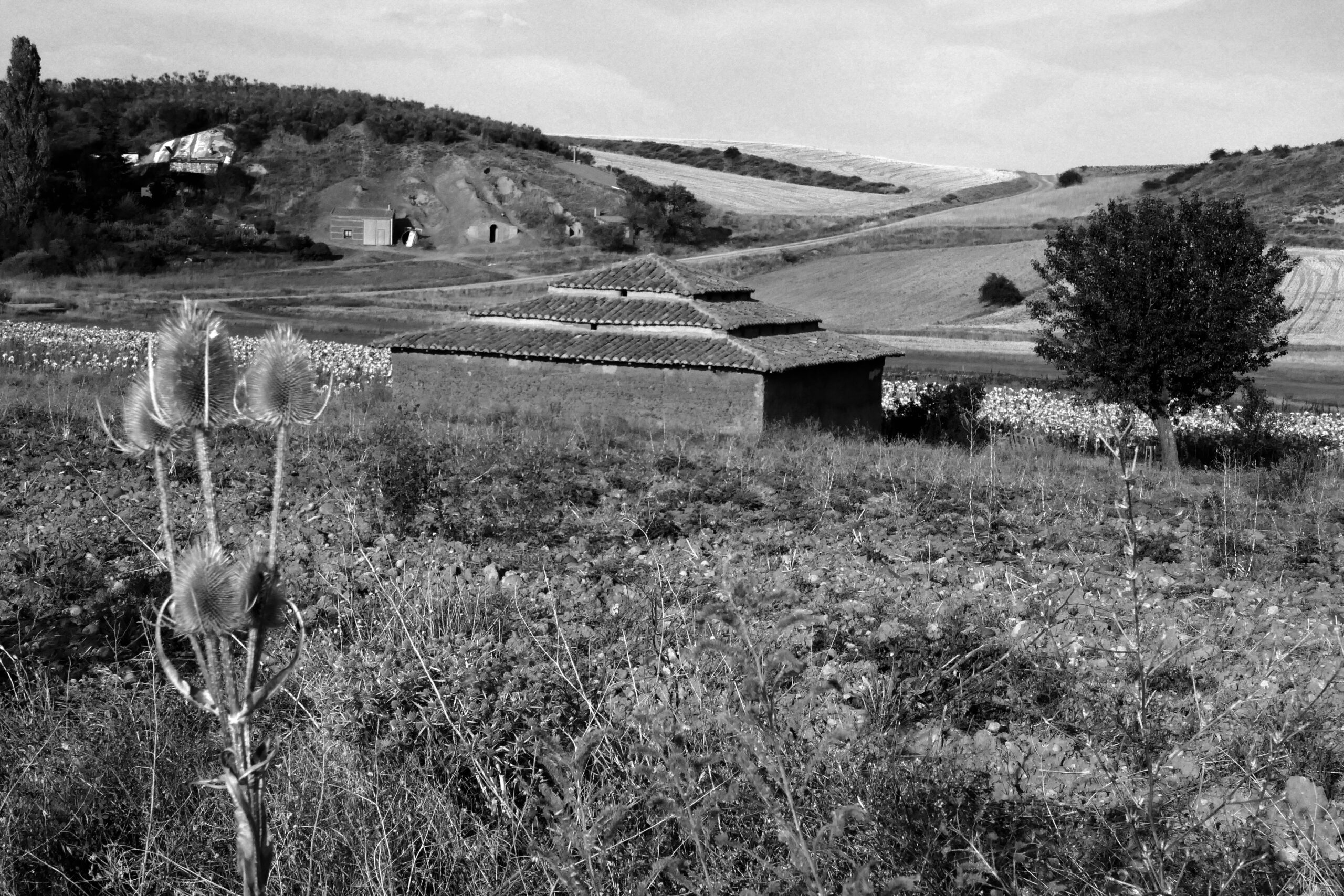 003 Entre Bodegas y Palomares