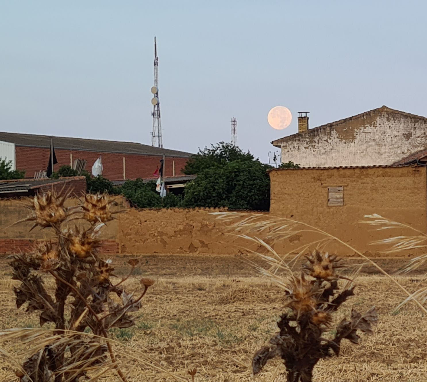 021 Amada Luna. El Cardo Enamorado de la Luna se Despide al Alba