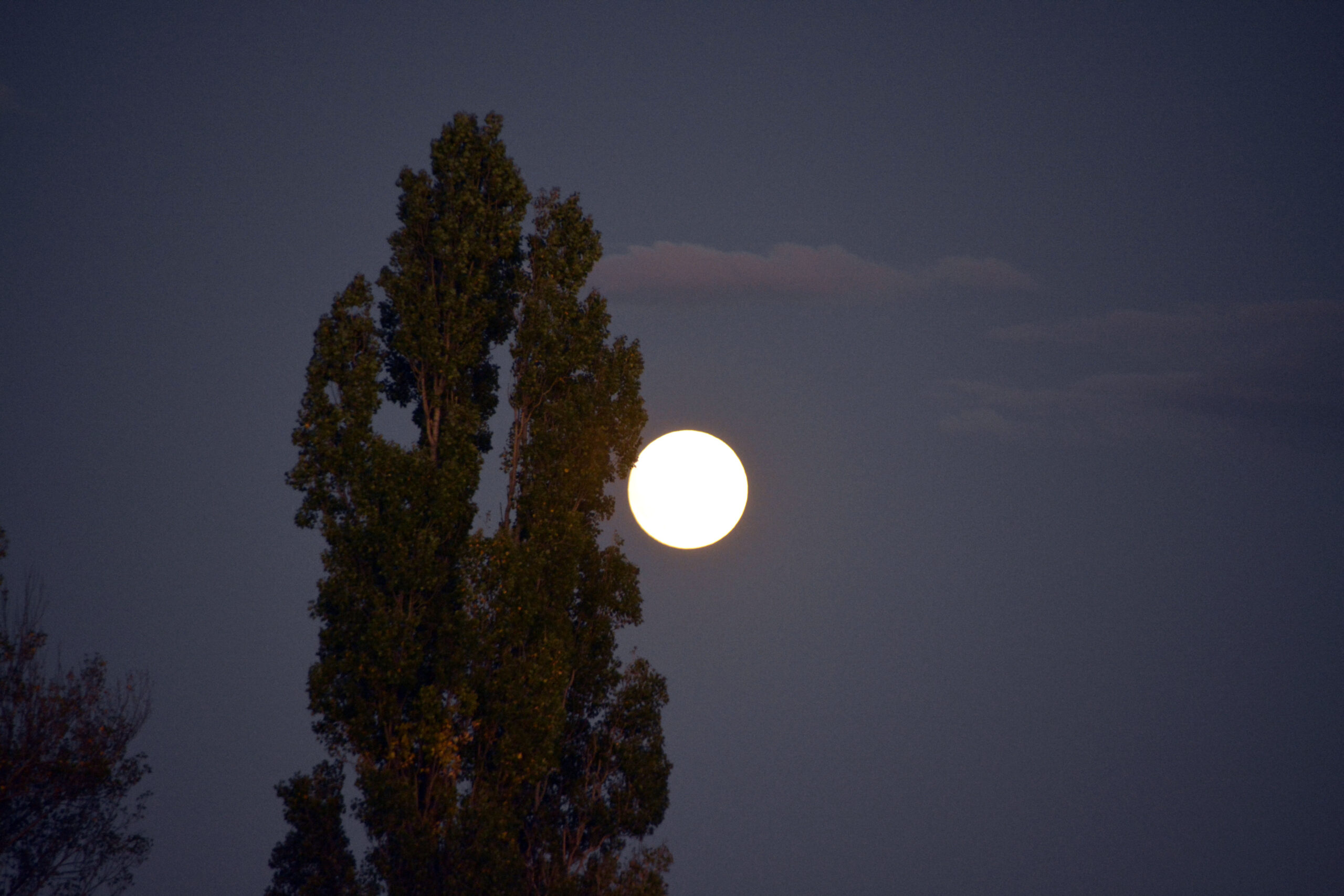 095 Ese Chopo Enamorado de la Luna