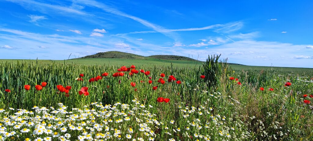 Primavera