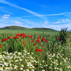 Primavera