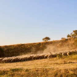 Tierra de pastores