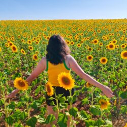 Mar de girasoles