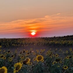 Atardecer con girasoles