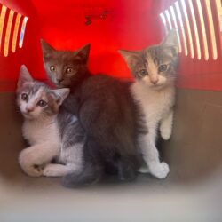 Cuqui, Tom y Ceniza