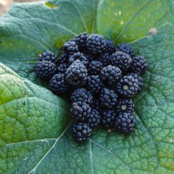 Recolección ecológica de moras
