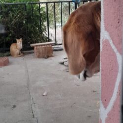 Como el perro y el gato